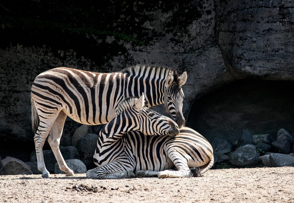 zebras, animals, mammals, wild, wildlife, striped, zoo, nature, zebras, zoo, zoo, zoo, zoo, zoo