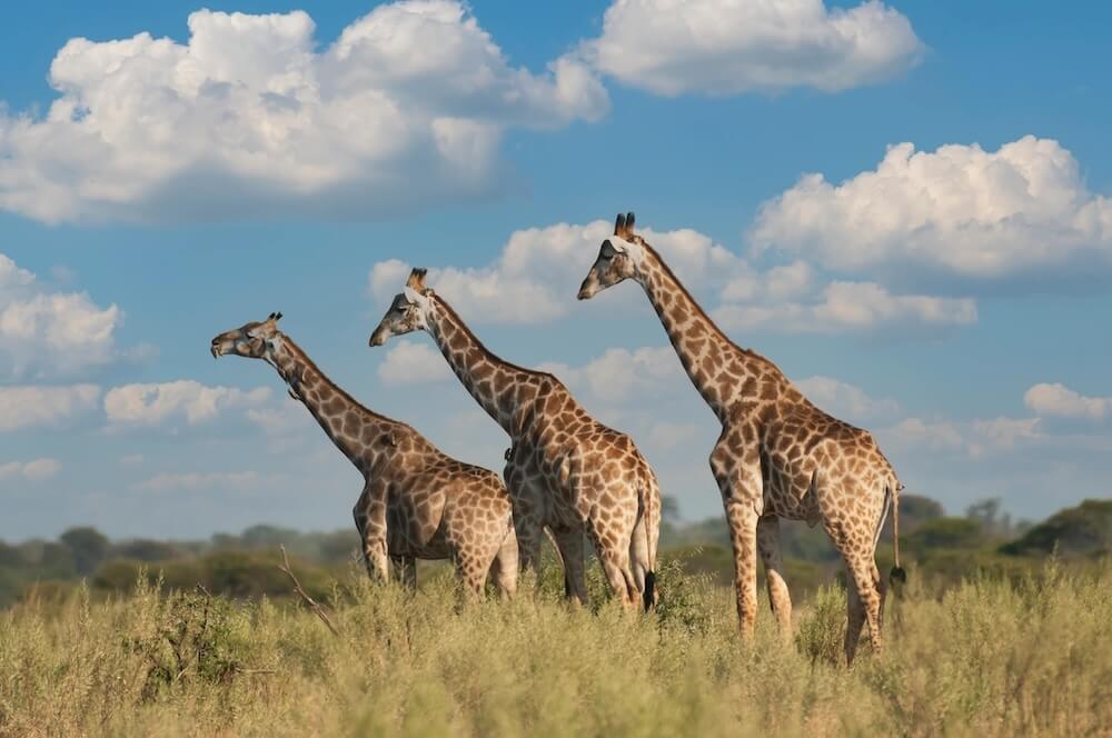África, safaris, explora