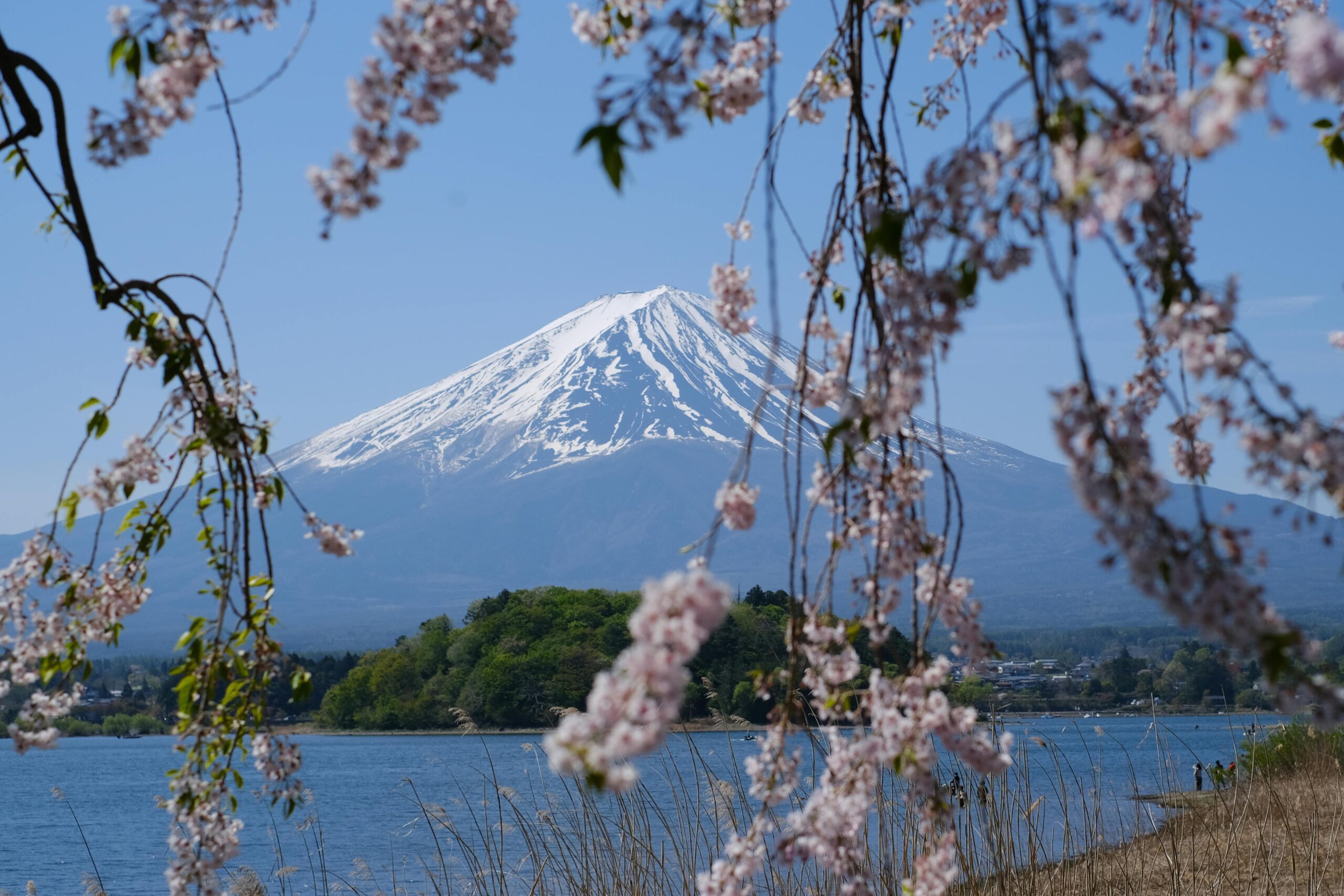 Beautiful view of Mount Fuji framed by cherry blossoms in spring, with clear blue skies.