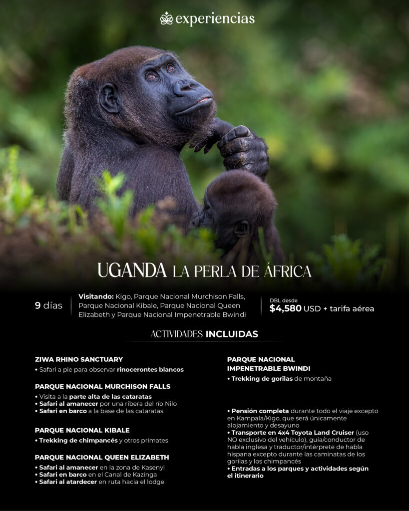 Viaje a Uganda 9 días Visitando: Kigo, Parque Nacional Murchison Falls, Parque Nacional Kibale, Parque Nacional Queen Elizabeth y Parque Nacional Impenetrable Bwindi