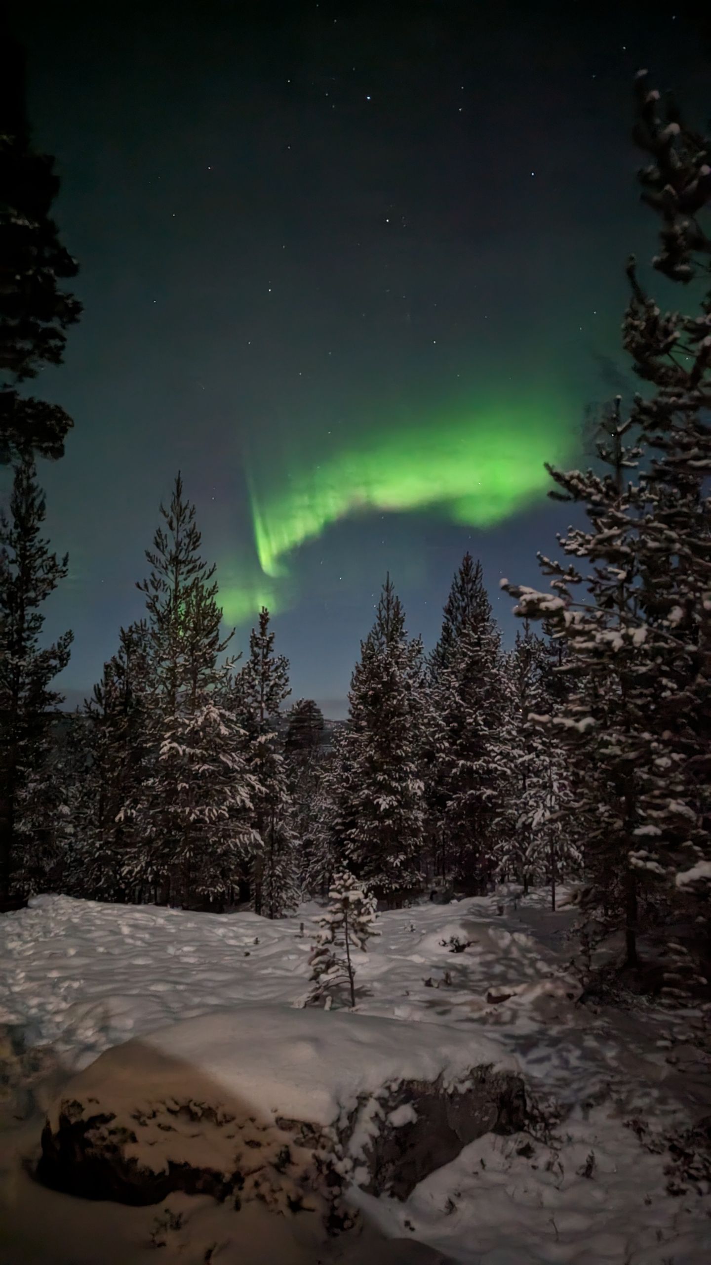 Stunning northern lights display above snow-covered trees in winter landscape.
